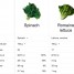 Nutrition Knock-Out — The Hidden Google Food Hack You Didn’t Know Existed